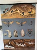 Schoolplaat Rode Bosmier - Jung Koch Quentell, Antiek en Kunst, Ophalen of Verzenden, Natuur en Biologie