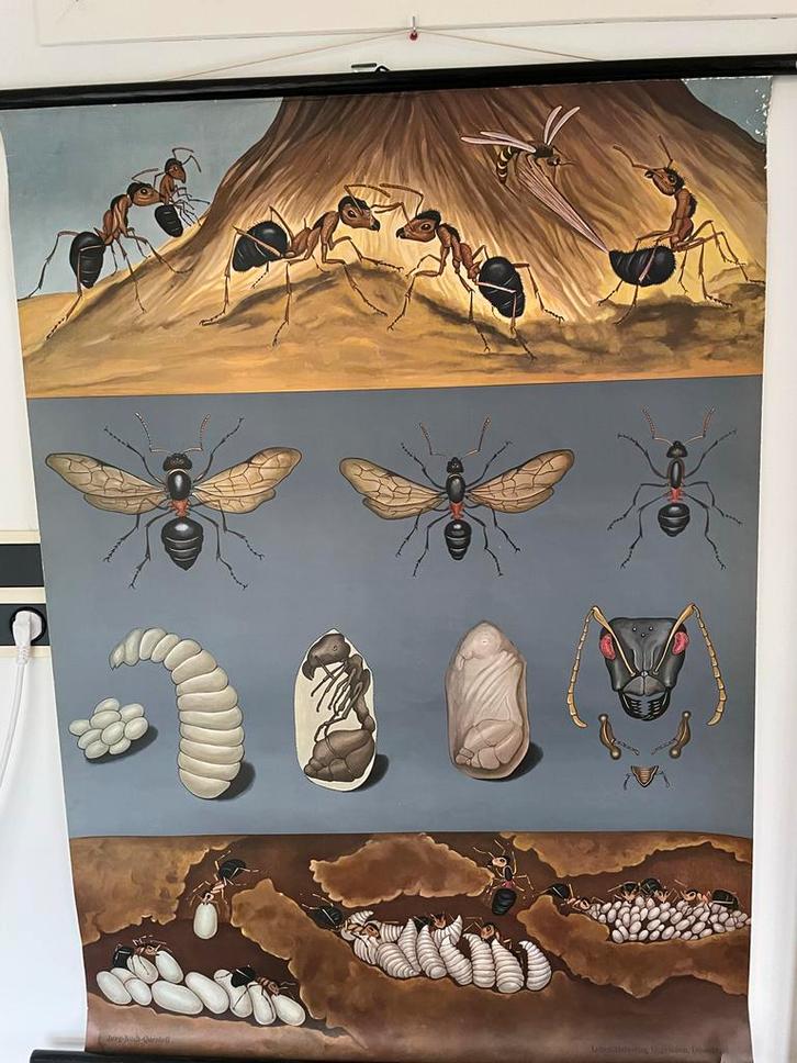 Schoolplaat Rode Bosmier - Jung Koch Quentell, Antiek en Kunst, Antiek | Schoolplaten, Natuur en Biologie, Ophalen of Verzenden