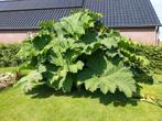 Gunnera manicata, Tuin en Terras, Ophalen, Volle zon, Overige soorten, Minder dan 100 cm