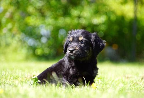 Friese Stabij x Golden Retriever pups uit stamboomlijn, Dieren en Toebehoren, Honden | Retrievers, Spaniëls en Waterhonden, Meerdere dieren