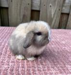 Binnenkort beschikbaar: Lieve  NHDxminilop baby konijntjes🩷, Dieren en Toebehoren, Konijnen, Meerdere dieren, Dwerg