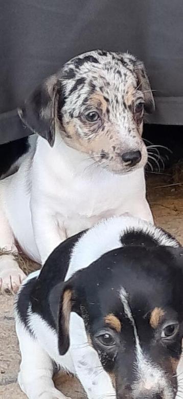 Prachtig nestje Jack Russell pups beschikbaar voor biedingen
