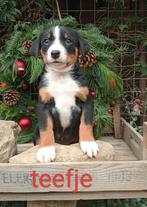 Appenzeller Sennen pups, Dieren en Toebehoren, Overige rassen, 8 tot 15 weken, CDV (hondenziekte), Meerdere