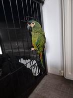 Papagaai tk ara maracana, Dieren en Toebehoren, Vogels | Parkieten en Papegaaien, Geslacht onbekend, Papegaai