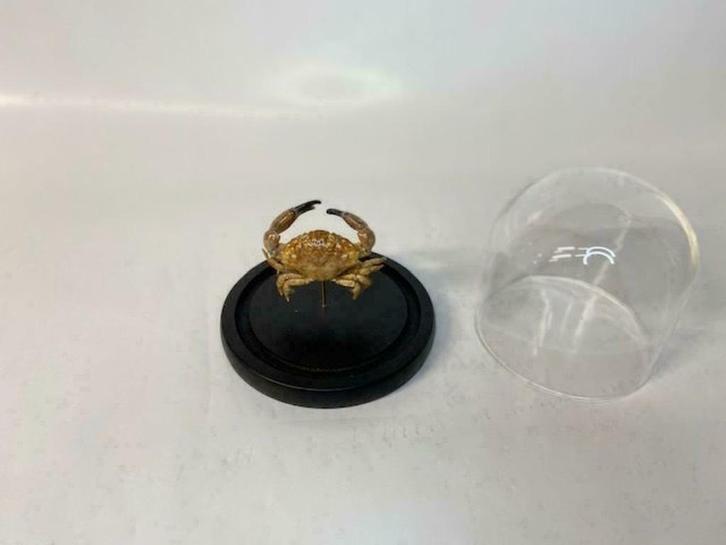 Krab in stolp (opgezette krab), Verzamelen, Dierenverzamelingen, Nieuw, Opgezet dier, Overige soorten, Ophalen of Verzenden