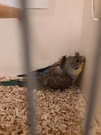 Jonge hagoromo blackwing grasparkiet om tam te maken, Dieren en Toebehoren, Vogels | Parkieten en Papegaaien, Parkiet, Tam