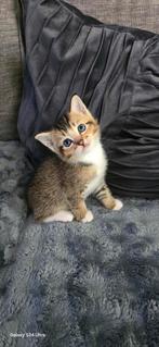 Hallo, ons katertje is een tabby Britse korthaar., Dieren en Toebehoren, Katten en Kittens | Raskatten | Korthaar, Kater, Met stamboom