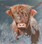 Schotse Hooglander Olieverf Schilderij 50x50, Ophalen