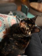 Kattenoppas, Ophalen