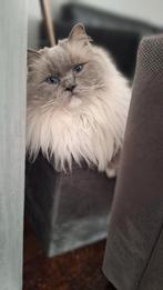 Gezocht, fijn thuis voor onze 4jarige gecastereerde ragdoll, Dieren en Toebehoren, Kater