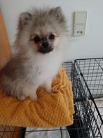 Lief Klein Keesje (Pomeriaantje), Dieren en Toebehoren, Honden | Chihuahua's en Gezelschapshonden, 15 weken tot 1 jaar, Overige rassen