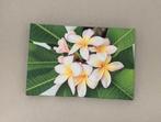 3x canvas frangipani, Ophalen, Minder dan 50 cm, Zo goed als nieuw, Schilderij