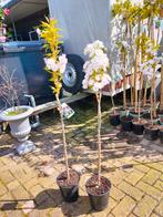 ACTIE bloeiende Prunus Serrulata, Tuin en Terras, Planten | Bomen, In pot, Lente, Overige soorten, Volle zon