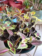 Coleus plantjes te koop!, Overige soorten, Eenjarig, Ophalen of Verzenden, Halfschaduw
