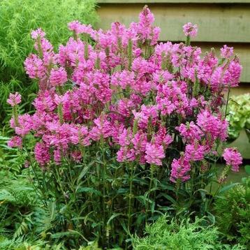 Physostegia virginiana 'Bouquet Rose' in een P9 pot. beschikbaar voor biedingen