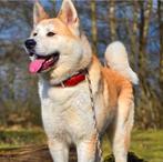 Japanse Akita Milo, Dieren en Toebehoren, Honden | Poolhonden, Keeshonden en Oertypen, Reu, Poolhond, Eén hond, 3 tot 5 jaar