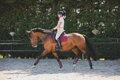 Ruiter/ training paard aangeboden, Diensten en Vakmensen, Dieren | Paarden | Verzorging, Oppas en Les