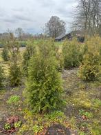 Haag coniferen partij, Tuin en Terras, Planten | Struiken en Hagen, Ophalen of Verzenden, Conifeer, 100 tot 250 cm