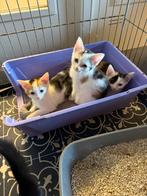 1 zwarte kater en 2 poezen mogen weg van zorgboerderij, Dieren en Toebehoren, Katten en Kittens | Overige Katten, Meerdere dieren