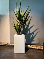 Kunstplanten, Ophalen, Zo goed als nieuw