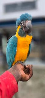 Blauwkeel Ara 2025, Dieren en Toebehoren, Vogels | Parkieten en Papegaaien, Geslacht onbekend, Papegaai, Tam