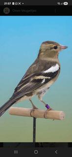 Wildzang, Dieren en Toebehoren, Vogels | Overige Vogels, Vrouwelijk