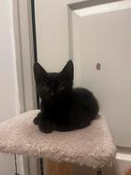 Kittens tekoop, Dieren en Toebehoren, Katten en Kittens | Overige Katten, Meerdere dieren