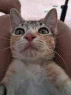 Jarela, Kiara, 2-4-2025 gered uit een kas, Poes, Kortharig, 0 tot 2 jaar