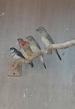 4 jonge binsenastrilde, Dieren en Toebehoren, Meerdere dieren, Tropenvogel