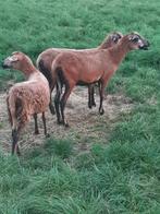 Barbados Blackbelly ooien., Vrouwelijk, Schaap