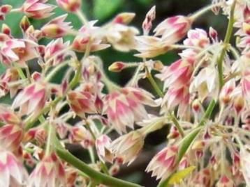 Caudex Pachycormus Discolor in de 30 cm schaal(Olifant boom) beschikbaar voor biedingen