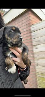 Puppy’s cane  corso/bullies, Dieren en Toebehoren, Honden | Niet-rashonden, Reu, 8 tot 15 weken, Groot, CDV (hondenziekte)