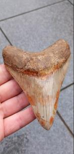 Megalodon haaientand met prachtige kleuren fossiel, Verzamelen, Mineralen en Fossielen, Ophalen of Verzenden, Fossiel