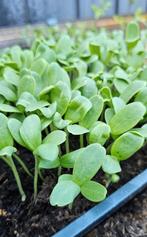 Meloen zaailingen, Ophalen, Volle zon, Groenteplanten, Eenjarig
