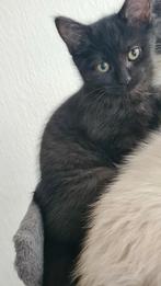 meisje, Dieren en Toebehoren