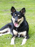 Loyale trouwe Roady (7) zoekt ervaren baas zonder kinderen, 6 jaar of ouder, Teef, Eén hond, Herder