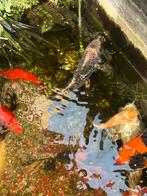 Koi karpers, Dieren en Toebehoren, Vissen | Vijvervissen, Karper of Koi