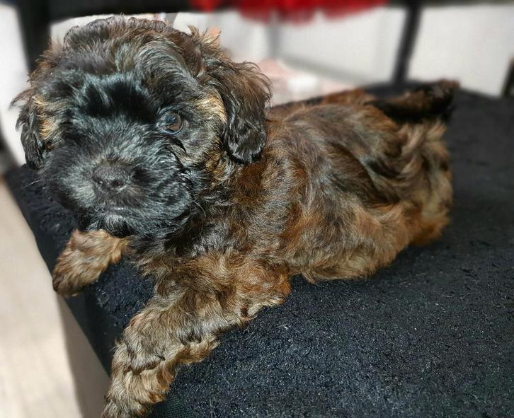 Poedel toy ×boomer (1 reutje over)klaar voor verhuizen, Dieren en Toebehoren, Honden | Chihuahua's en Gezelschapshonden, Meerdere dieren