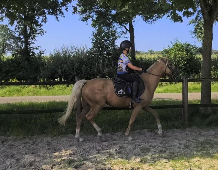 Fijne lieve bixie C/D pony, Dieren en Toebehoren, Pony's, Merrie, Zadelmak, D pony (1.37m tot 1.48m), Dressuurpony, 3 tot 6 jaar