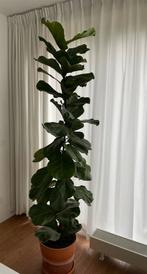 Grote ficus lyrata - tabaksplant, Huis en Inrichting, Ophalen, Ficus