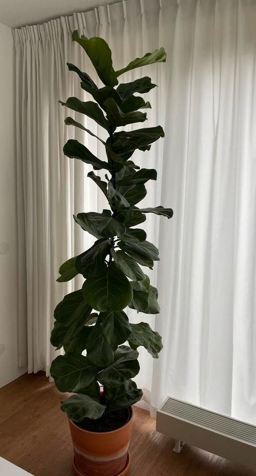 Grote ficus lyrata - tabaksplant, Huis en Inrichting, Kamerplanten, Ficus, Ophalen