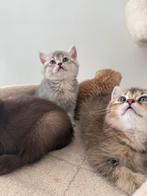 Britse korthaar kitten%100 ( nog 3 beschikbaar), Dieren en Toebehoren, Katten en Kittens | Raskatten | Langhaar, Kater, Ontwormd