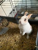 Gouden mandje gezocht voor mij konijn, Dieren en Toebehoren, Konijnen, Mannelijk