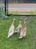 Mooi trio loopeenden van 2025, Dieren en Toebehoren, Pluimvee, Meerdere dieren, Eend