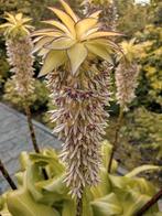 Zaden Ananasplant-Kuiflelie - Eucomis Bicolor, Verzenden, Voorjaar, Volle zon, Zaad