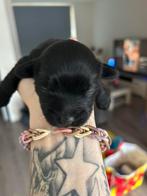 Malthser shis thu puppy, Parvo, Reu, 8 tot 15 weken, Eén hond