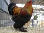 Grote HANEN: Brahma-New Hampshire-Araucana-Leghorn., Dieren en Toebehoren, Mannelijk, Kip