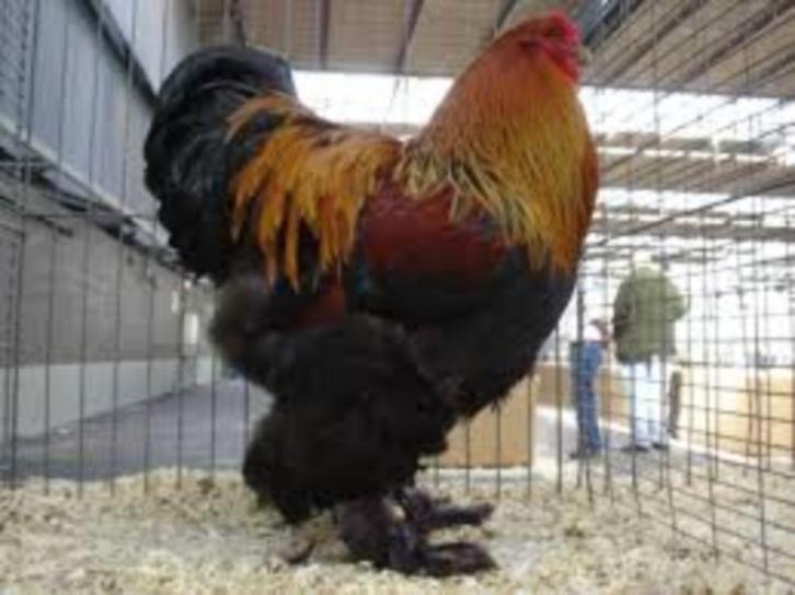 Grote HANEN: Brahma-New Hampshire-Araucana-Leghorn., Dieren en Toebehoren, Pluimvee, Kip, Mannelijk