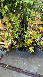Jasmijnen kleur roze geel wit rest partij ruim prijs 5,95, Tuin en Terras, Planten | Tuinplanten, Ophalen, Volle zon, Vaste plant