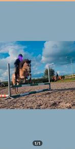 Gezocht  voor vereniging rit vleuten/ markelo paasweekend, Dieren en Toebehoren, Ophalen of Verzenden, Overige soorten